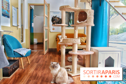 Le Moustache Pension, un hôtel pour chats douillet qui accueille vos compagnons à Paris