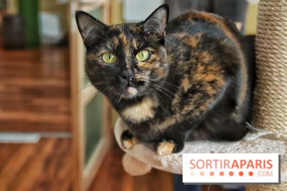 Le Moustache Pension, un hôtel pour chats douillet qui accueille vos compagnons à Paris