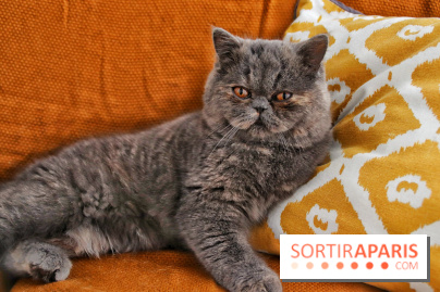 Le Moustache Pension, un hôtel pour chats douillet qui accueille vos compagnons à Paris