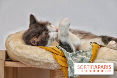 Le Moustache Pension, un hôtel pour chats douillet qui accueille vos compagnons à Paris