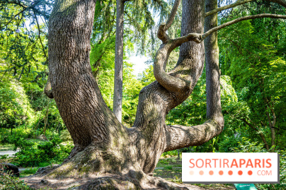 Le jardin japonais du Parc de Boulogne Edmond de Rothschild