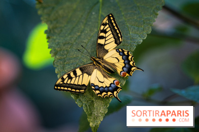 La Serre aux Papillons du Parc Floral 