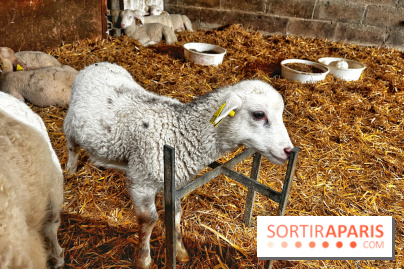 Le Château de Rambouillet et sa Bergerie nationale, un domaine d'exception en Ile-de-France