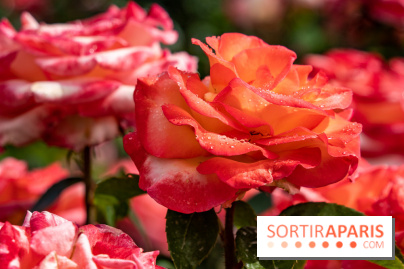 Photos : La Roseraie du val-de-Marne