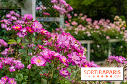 La roseraie du Square René-le-Gall