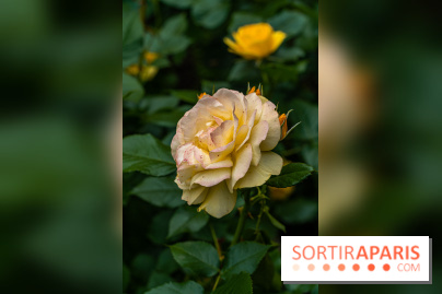 La roseraie du Square René-le-Gall