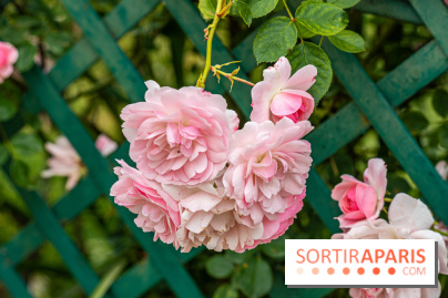 La roseraie du Square René-le-Gall