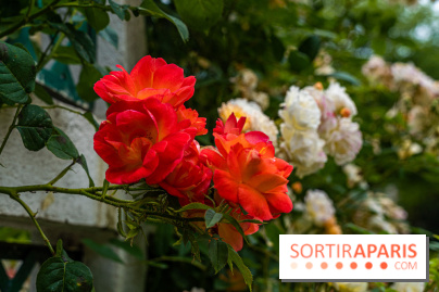 La roseraie du Square René-le-Gall