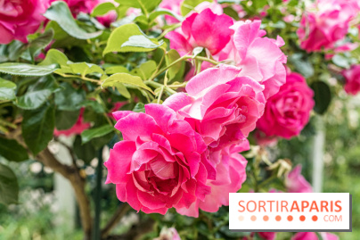 La roseraie du Square René-le-Gall