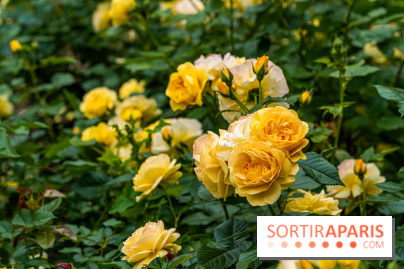 La roseraie du Square René-le-Gall