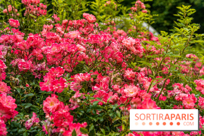 La roseraie du Square René-le-Gall