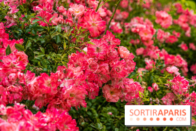 La roseraie du Square René-le-Gall