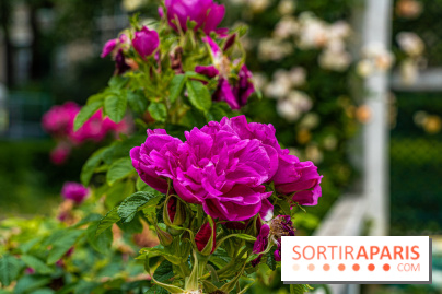 La roseraie du Square René-le-Gall