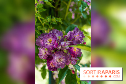 Photos La roseraie du Jardin des Plantes 