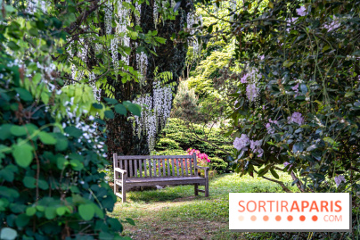 Arboretum de la Vallée-aux-Loups, une balade au milieu des arbres remarquables - A7C07813