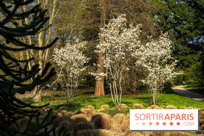 Arboretum de la Vallée-aux-Loups, une balade au milieu des arbres remarquables