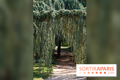 Arboretum de la Vallée-aux-Loups, une balade au milieu des arbres remarquables