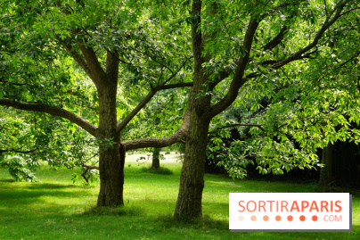 Arboretum de la Vallée-aux-Loups, une balade au milieu des arbres remarquables