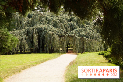 Arboretum de la Vallée-aux-Loups, une balade au milieu des arbres remarquables