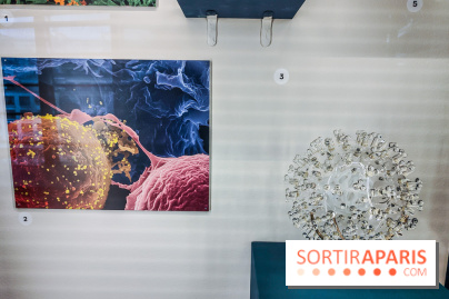 Micro mondes, une exposition à découvrir à la loupe au musée du Quai Branly, nos photos