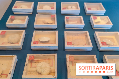 Micro mondes, une exposition à découvrir à la loupe au musée du Quai Branly, nos photos