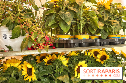 Plantes pour Tous, les prochaines ventes de plantes à partir de 2€ à Paris