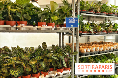 Plantes pour Tous, les prochaines ventes de plantes à partir de 2€ à Paris