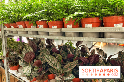 Plantes pour Tous, les prochaines ventes de plantes à partir de 2€ à Paris