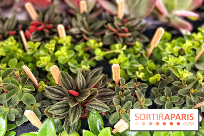 Plantes pour Tous, les prochaines ventes de plantes à partir de 2€ à Paris