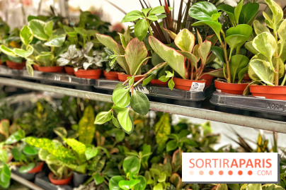 Plantes pour Tous, les prochaines ventes de plantes à partir de 2€ à Paris