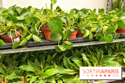 Plantes pour Tous, les prochaines ventes de plantes à partir de 2€ à Paris
