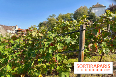 Visuels Paris - Clos Montmartre - Vignes