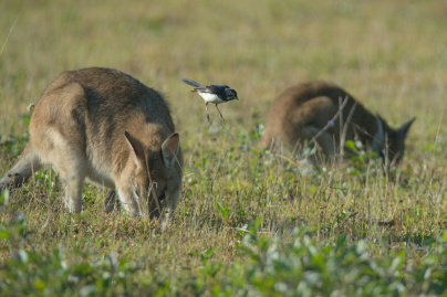 Ferme dammarie les lys