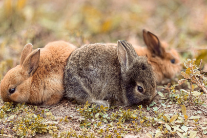 La Ménagerie Saint-Baudile, la ferme pédagogique bucolique de Neuilly-sur-Marne (93)