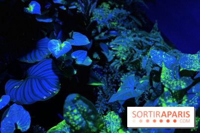 Forêt Bioluminescente - Serre Papillons