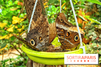 Serre Papillons - La Queue-lez-Yvelines