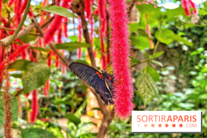 Serre Papillons - La Queue-lez-Yvelines