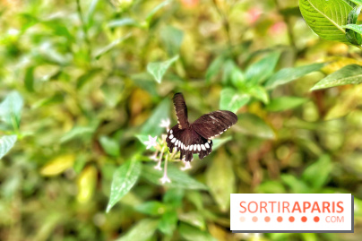 Serre Papillons - La Queue-lez-Yvelines