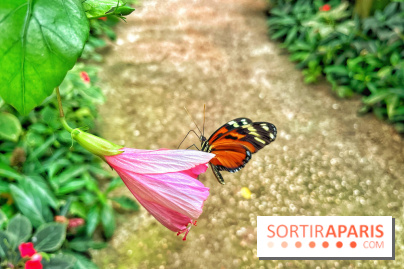 Serre Papillons - La Queue-lez-Yvelines