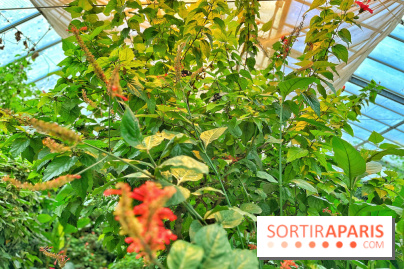 Serre Papillons - La Queue-lez-Yvelines