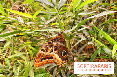 Serre Papillons - La Queue-lez-Yvelines