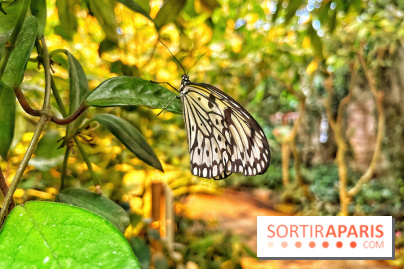Serre Papillons - La Queue-lez-Yvelines