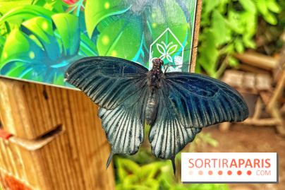 Serre Papillons - La Queue-lez-Yvelines