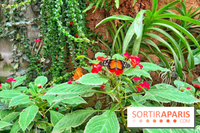 Serre Papillons - La Queue-lez-Yvelines