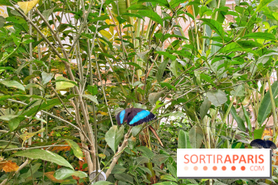 Serre Papillons - La Queue-lez-Yvelines