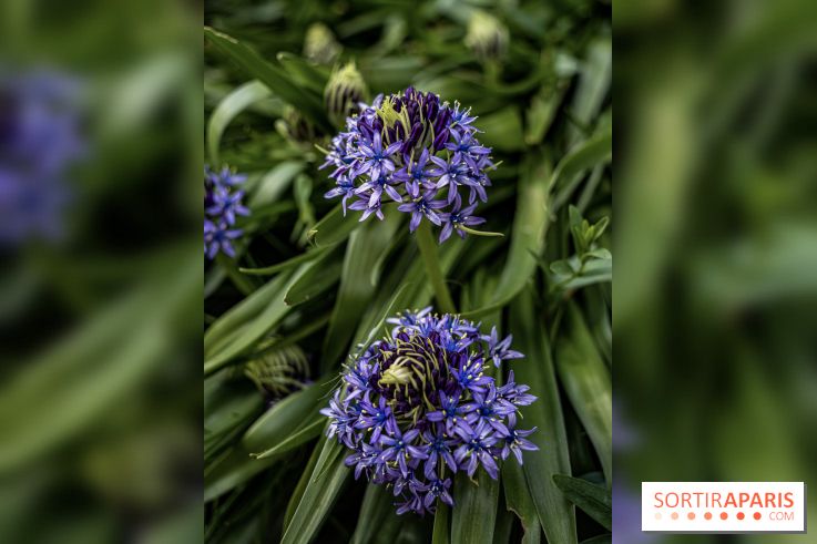 Le Jardin Alpin caché du Jardin des Plantes