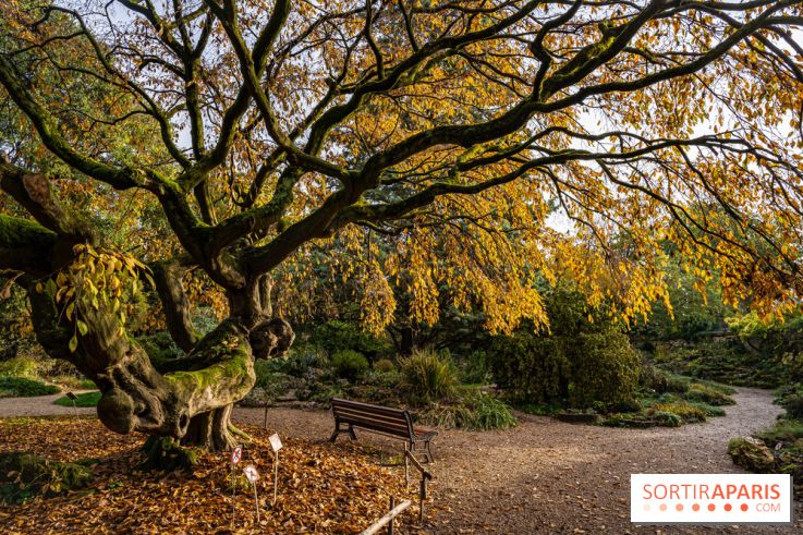 Le Jardin Alpin caché du Jardin des Plantes