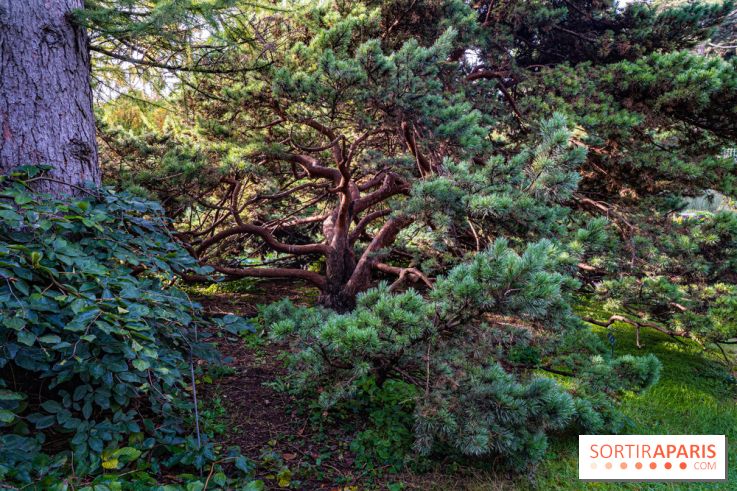 Le Jardin Alpin caché du Jardin des Plantes