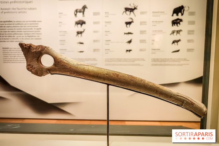 Arts et Préhistoire, l'exposition de peintures rupestres au Musée de l'Homme - nos photos