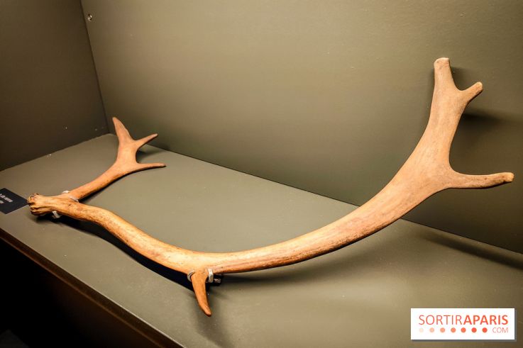 Arts et Préhistoire, l'exposition de peintures rupestres au Musée de l'Homme - nos photos